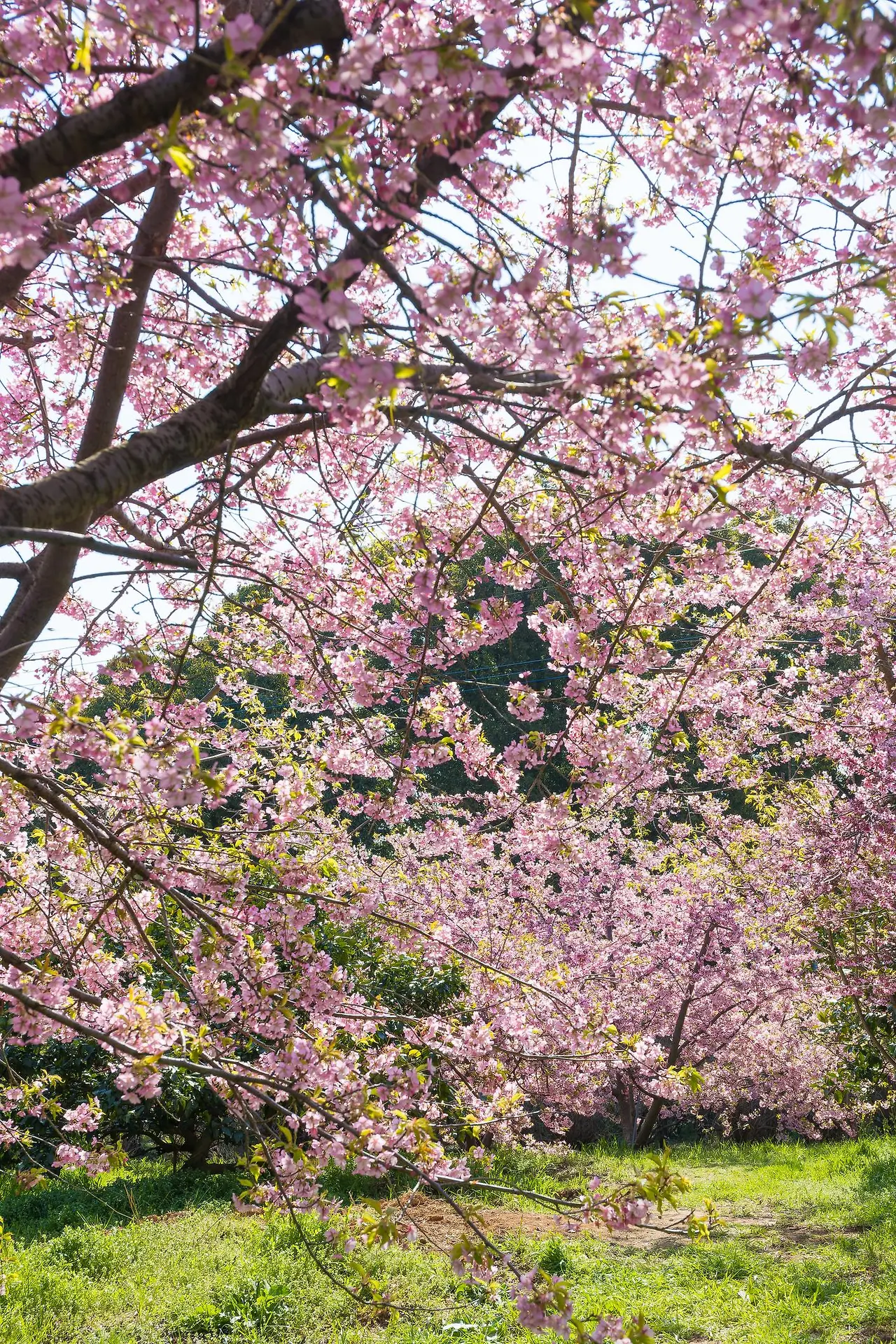 J00euJ1WQJl-hwITcYHlcW72vqs4q2jZYdsp1PLNngZ6zTn_-Rt55yMEW2eVu-IEitz84GWP8kR_GxsgUJaiF8x22IDFtIcvoNKrA3ej1HQ?purpose=fullsize&v=1