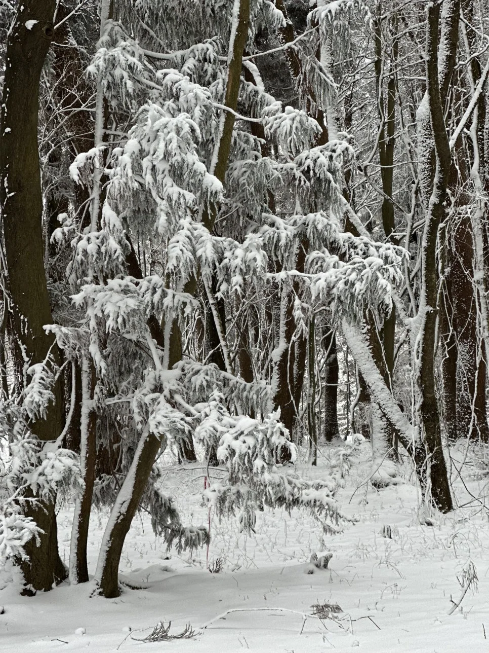 IMG_8321.jpg?type=w966