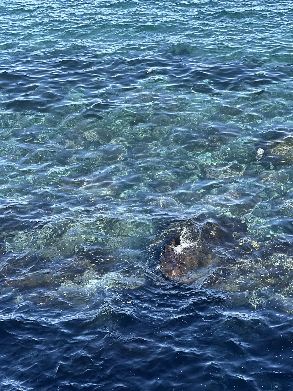 IMG_0863.JPG?type=w966