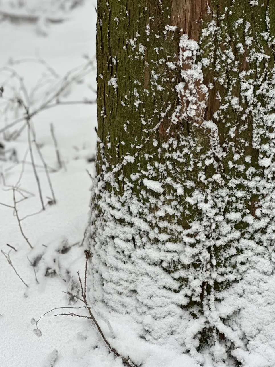 IMG_8317.jpg?type=w966