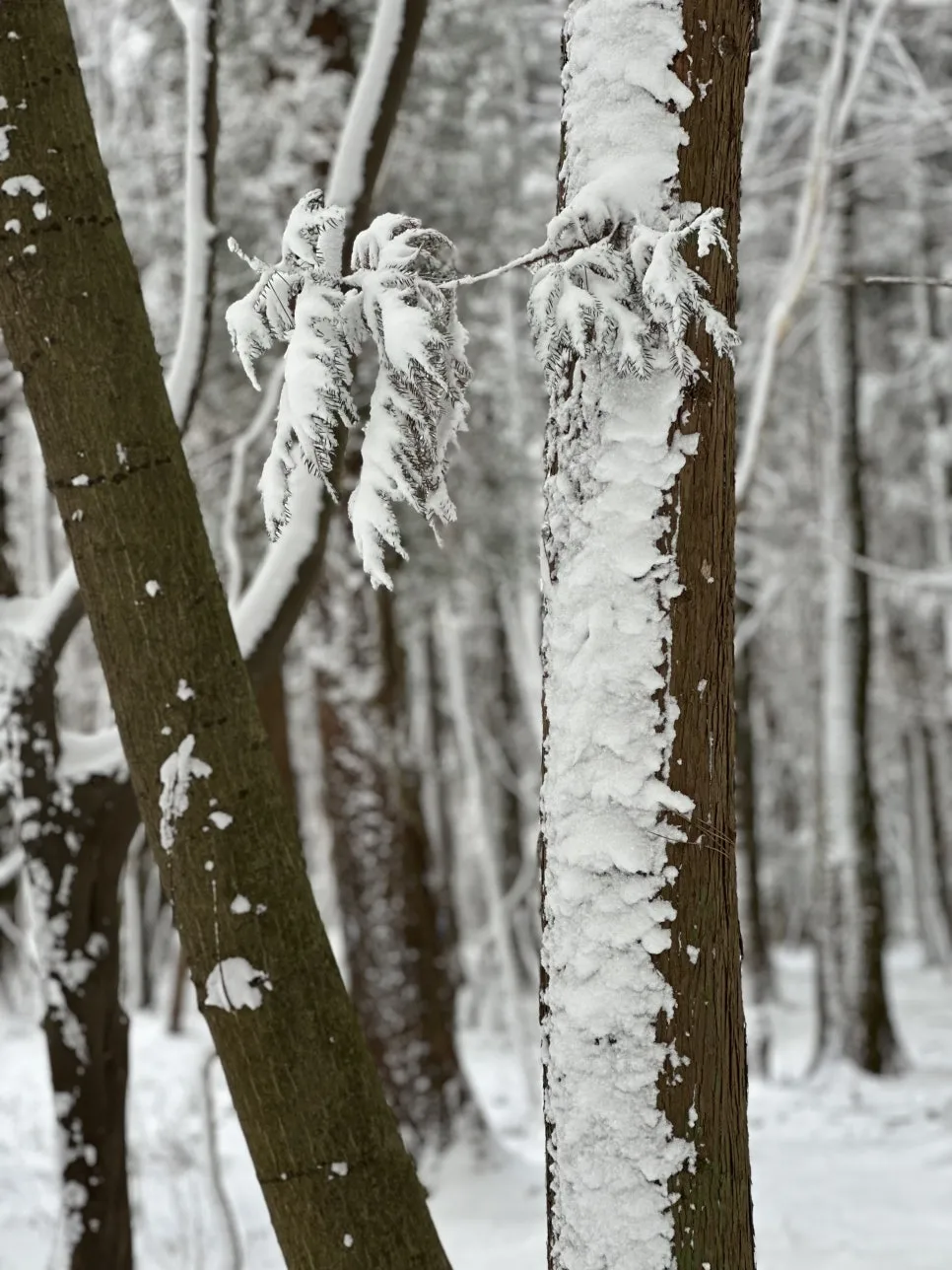 IMG_8307.jpg?type=w966