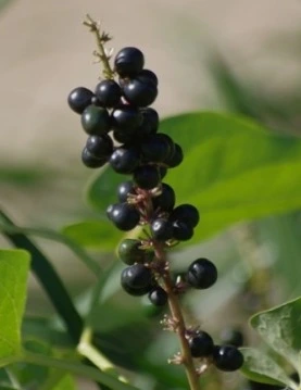 웹 캡처_17-8-2022_163128_search.naver.com.jpeg