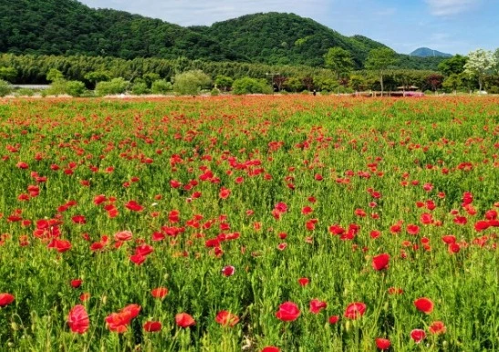 웹 캡처_23-3-2023_122435_blog.naver.com.jpeg