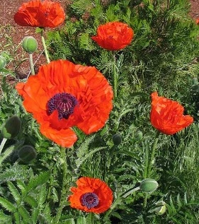 웹 캡처_23-3-2023_143644_blog.naver.com.jpeg