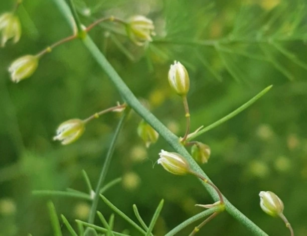 아스파라거스 암꽃.jpeg