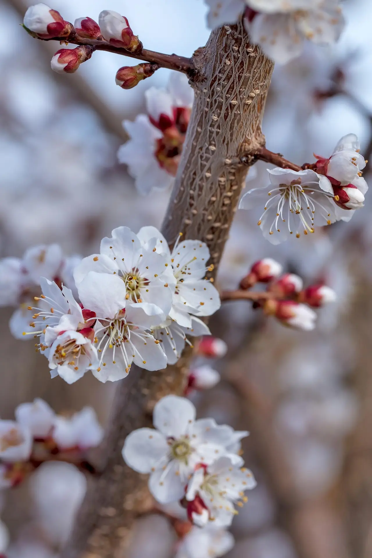 FFnD65NCvs4PvXTDXcrICX5lENql4RuP5wIzNWx4OmX7CbJYEJjnUPDnmPItkj9qS5ny5FRMYkhzpoTGJy1y98So99Fvt1tkG06HtRtd37g?purpose=fullsize&v=1