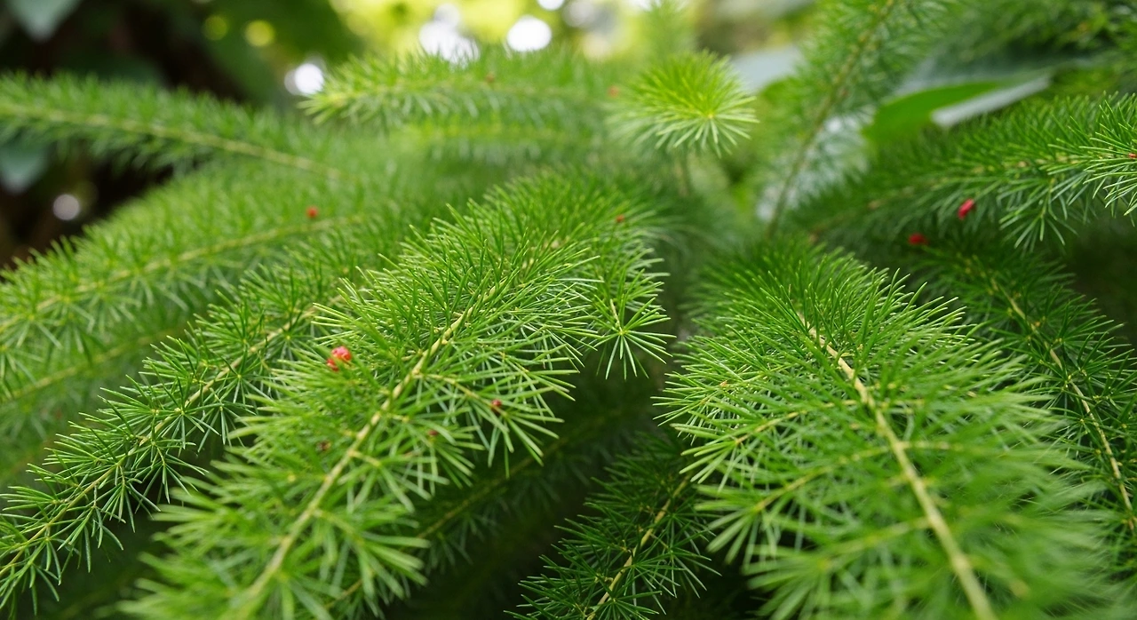 아스파라거스  (21).jpeg