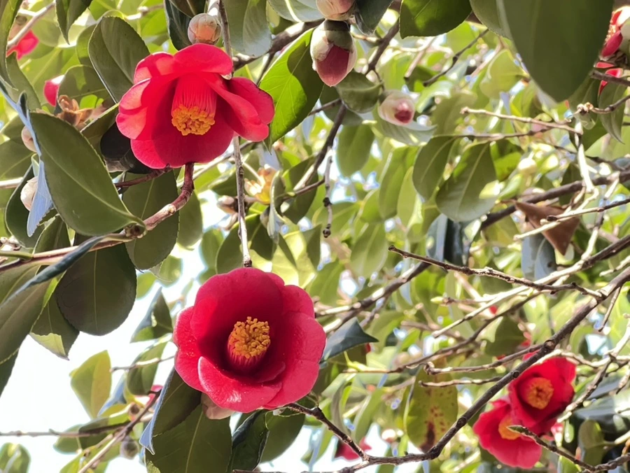 IMG%EF%BC%BF6019.jpg?type=w966