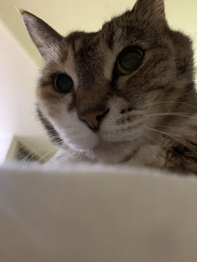 IMG_0561.JPEG?type=w386