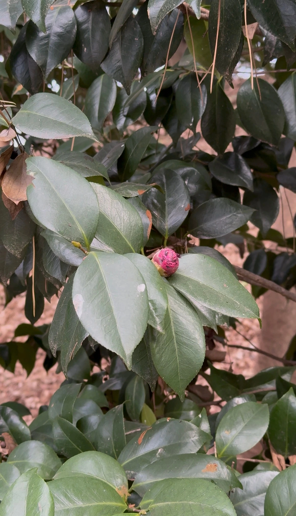 70대 아빠 관찰기록 23.JPEG