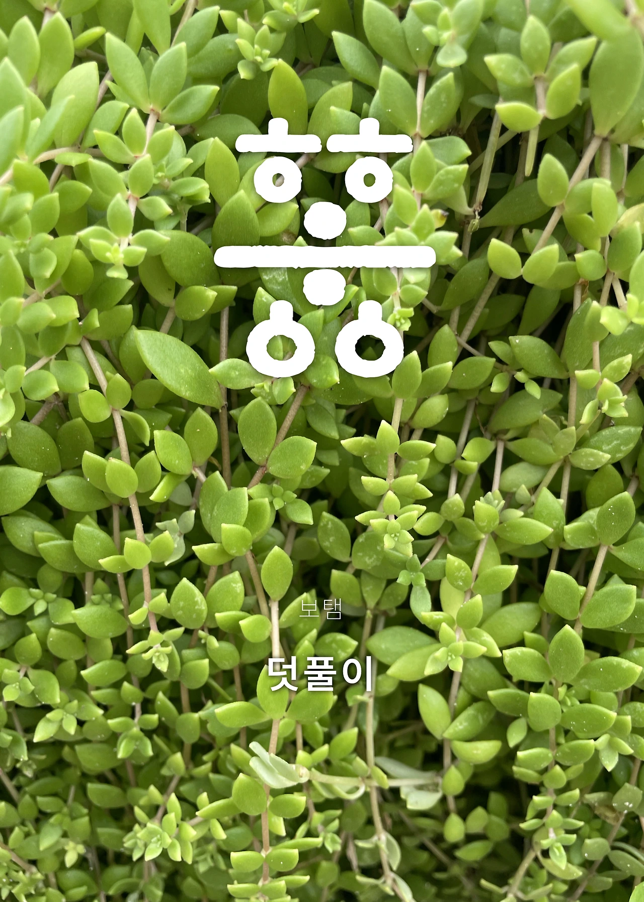 ***한글정음-우주비밀코드-내지만-20260106출판 이후 작업.243.jpeg