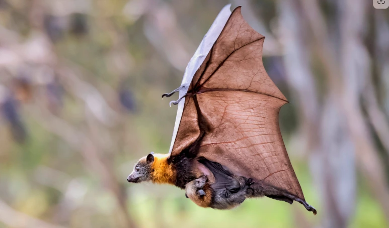 %ED%9A%8C%EC%83%89%EB%A8%B8%EB%A6%AC%EB%82%A0%EC%97%AC%EC%9A%B0%EB%B0%95%EC%A5%90.png?type=w773