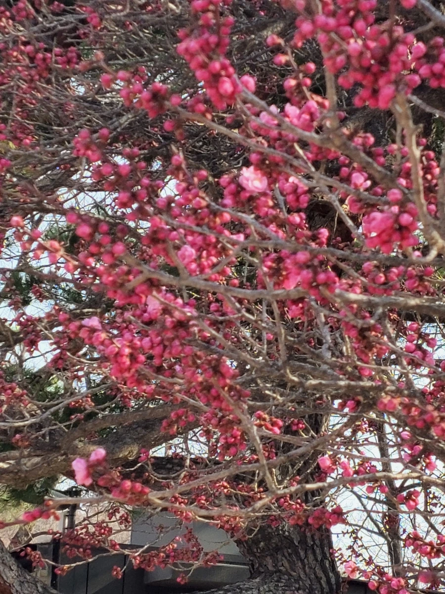 900%EF%BC%BF20260324%EF%BC%BF093540.jpg?type=w966