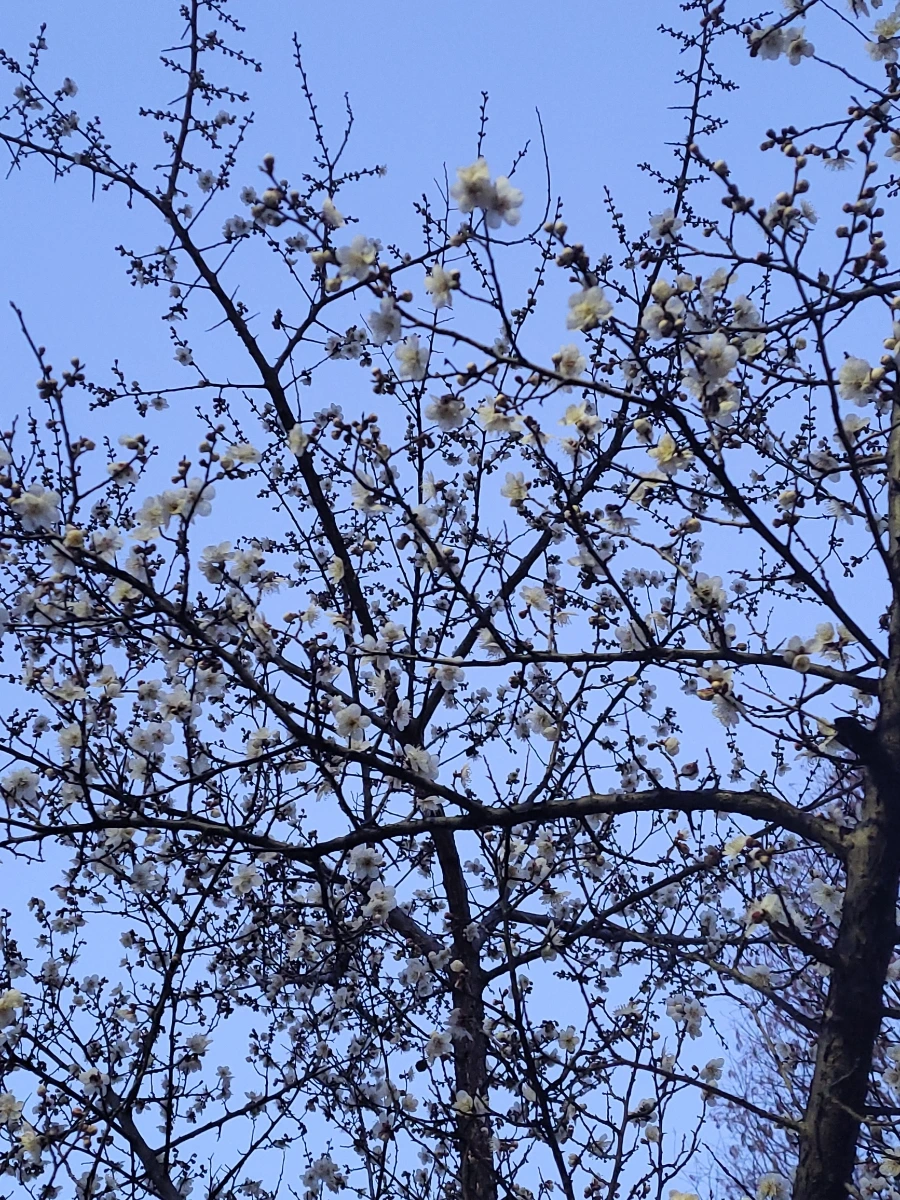 900%EF%BC%BF20260324%EF%BC%BF062050.jpg?type=w966