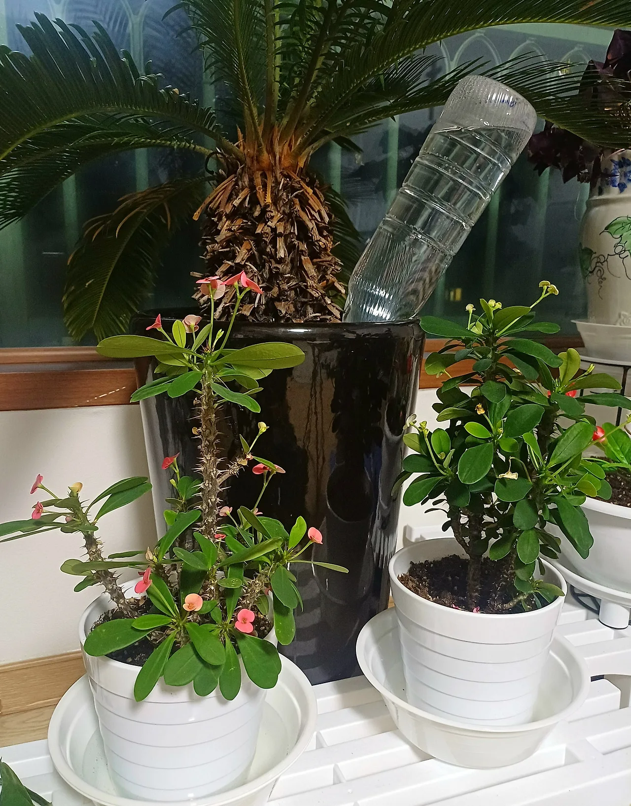 SE-7fc669a2-4c12-46e9-a61b-66524f723719.jpg?type=w1600