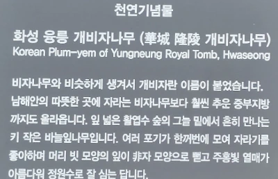 0 개비자나무2.PNG