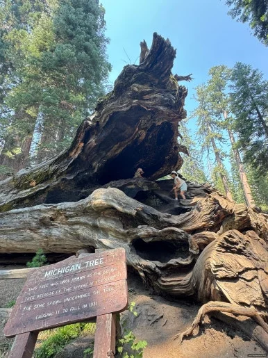 SE-BB3B9D4E-A825-4419-8ABC-7C4AC510BA68.jpg?type=w386