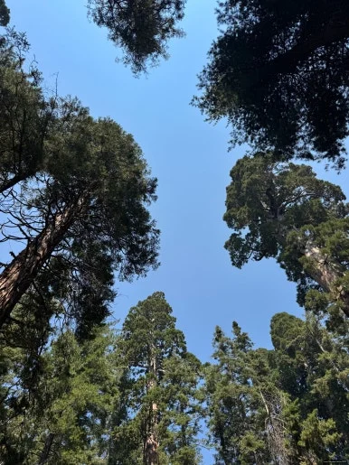 SE-18DB80A8-09F9-4B0B-931B-403E885C2C56.jpg?type=w386