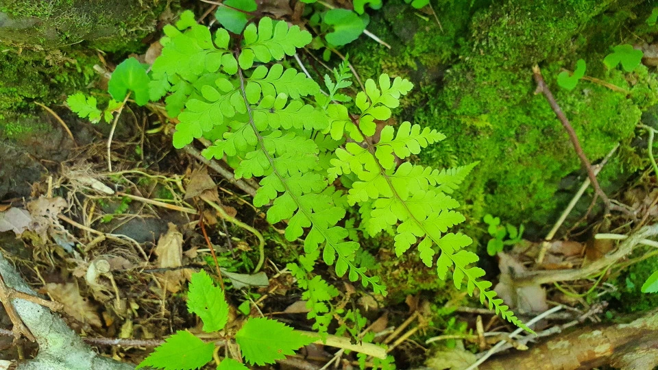 img.jpg?credential=yqXZFxpELC7KVnFOS48ylbz2pIh7yKj8&expires=1774969199&allow_ip=&allow_referer=&signature=d86ix4S1gZYFFZHjF1nibp7UySk%3D