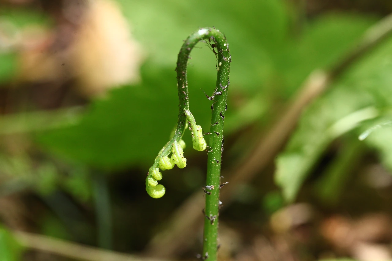 img.jpg?credential=yqXZFxpELC7KVnFOS48ylbz2pIh7yKj8&expires=1774969199&allow_ip=&allow_referer=&signature=eqO1P1MubMzruQ%2FDMSqpUo6Uulg%3D