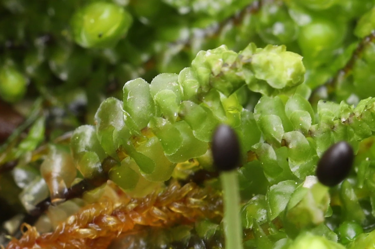 img.jpg?credential=yqXZFxpELC7KVnFOS48ylbz2pIh7yKj8&expires=1774969199&allow_ip=&allow_referer=&signature=3QUrLfwW1nHOOVpnZwYX5rkcxlc%3D