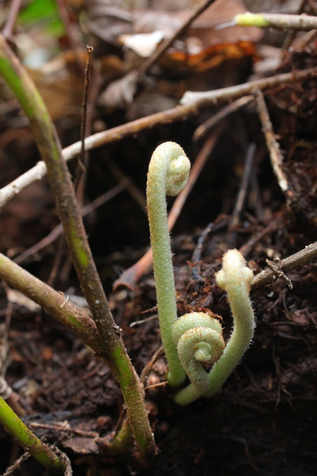 img.jpg?credential=yqXZFxpELC7KVnFOS48ylbz2pIh7yKj8&expires=1772290799&allow_ip=&allow_referer=&signature=7IzbGhWRrhIo4%2BwiOsDVvDbmUBo%3D