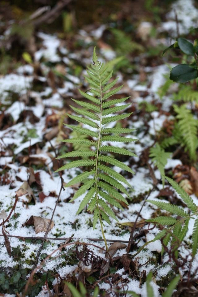 img.png?credential=yqXZFxpELC7KVnFOS48ylbz2pIh7yKj8&expires=1769871599&allow_ip=&allow_referer=&signature=ApMNiPI1w6i3g8um%2FwCraoz3Ia0%3D