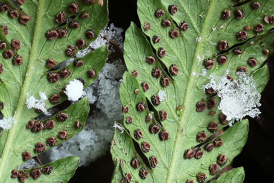 img.jpg?credential=yqXZFxpELC7KVnFOS48ylbz2pIh7yKj8&expires=1769871599&allow_ip=&allow_referer=&signature=XyNicbXTrb8NBlq%2Fx7Ho422dafA%3D