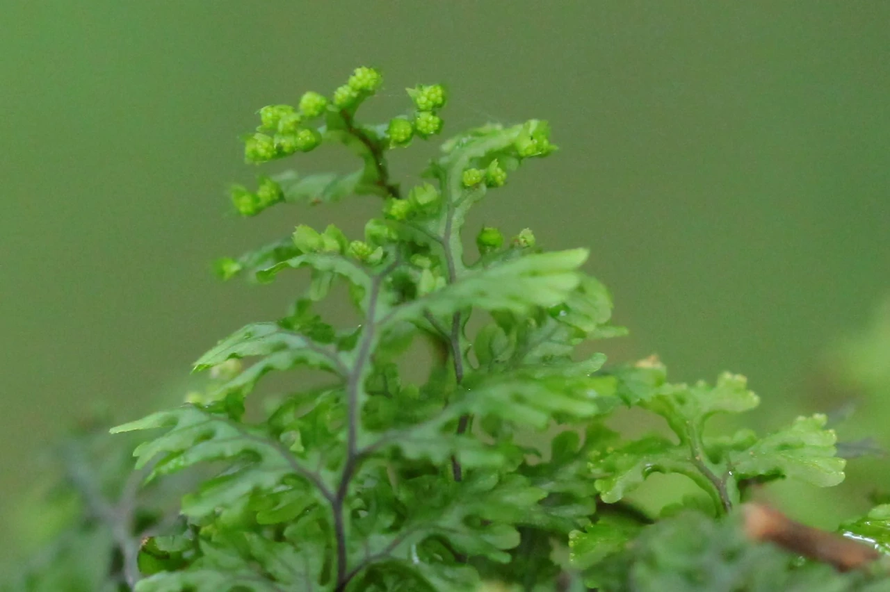 img.jpg?credential=yqXZFxpELC7KVnFOS48ylbz2pIh7yKj8&expires=1774969199&allow_ip=&allow_referer=&signature=H7KLsPgSJsWTfzZptiSRjIPh2Qc%3D