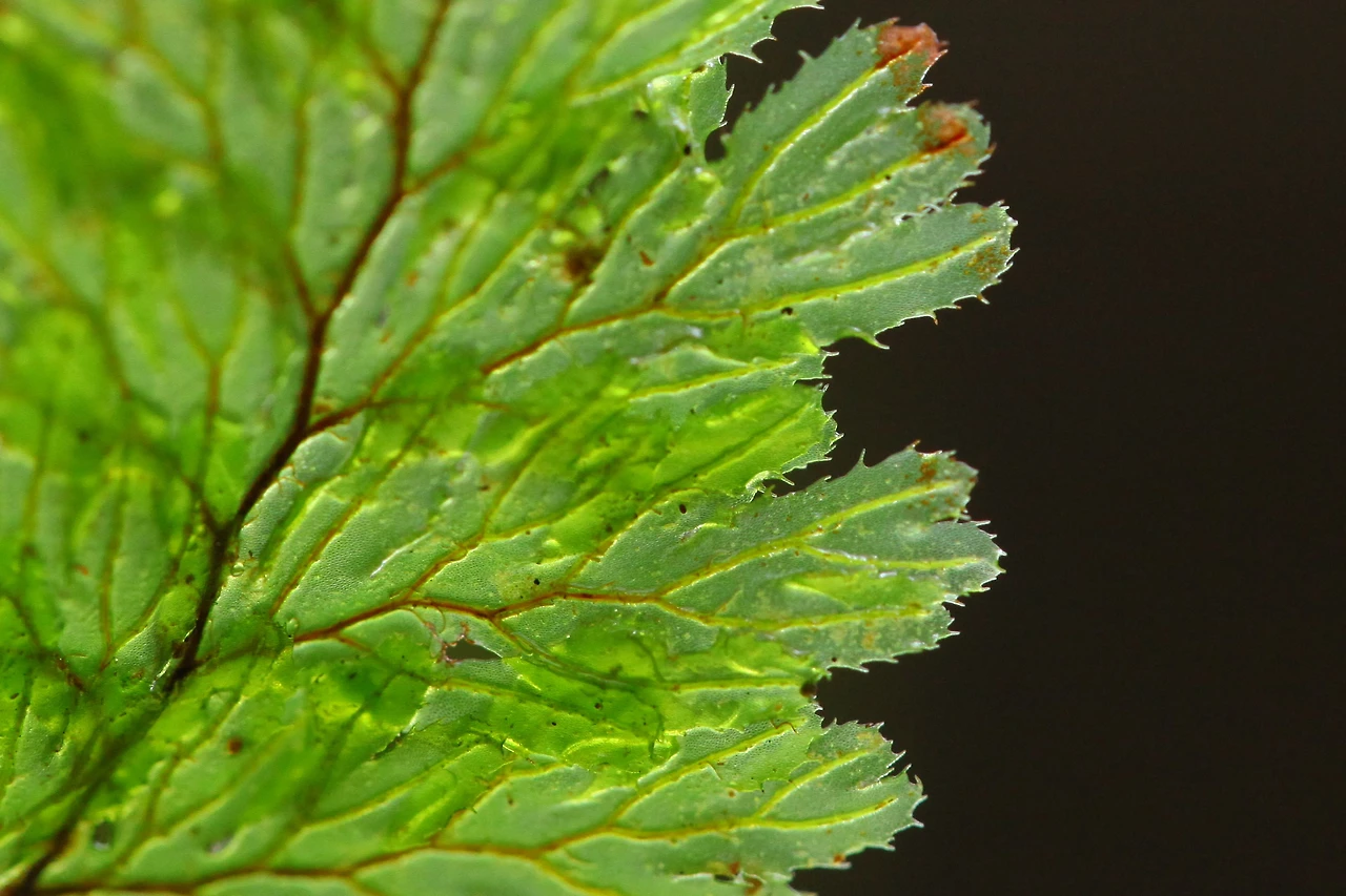 img.jpg?credential=yqXZFxpELC7KVnFOS48ylbz2pIh7yKj8&expires=1774969199&allow_ip=&allow_referer=&signature=nb85VQs2NfJOlAjxQi81kkGeMec%3D