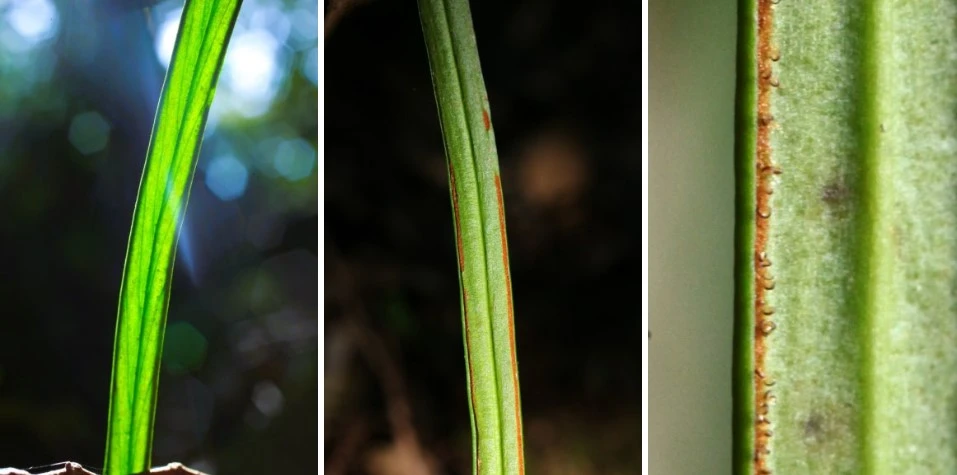 img.jpg?credential=yqXZFxpELC7KVnFOS48ylbz2pIh7yKj8&expires=1774969199&allow_ip=&allow_referer=&signature=cEju0y3reRCW1dEotDdX%2BjEC3t4%3D