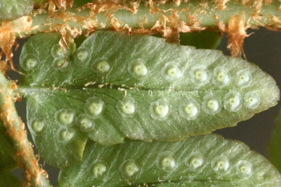 층층지네고사리.jfif