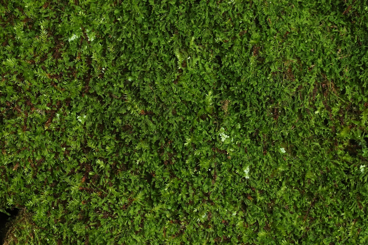 img.jpg?credential=yqXZFxpELC7KVnFOS48ylbz2pIh7yKj8&expires=1772290799&allow_ip=&allow_referer=&signature=jBVw02WyEwwsQGzWlHRI6MoIZBA%3D