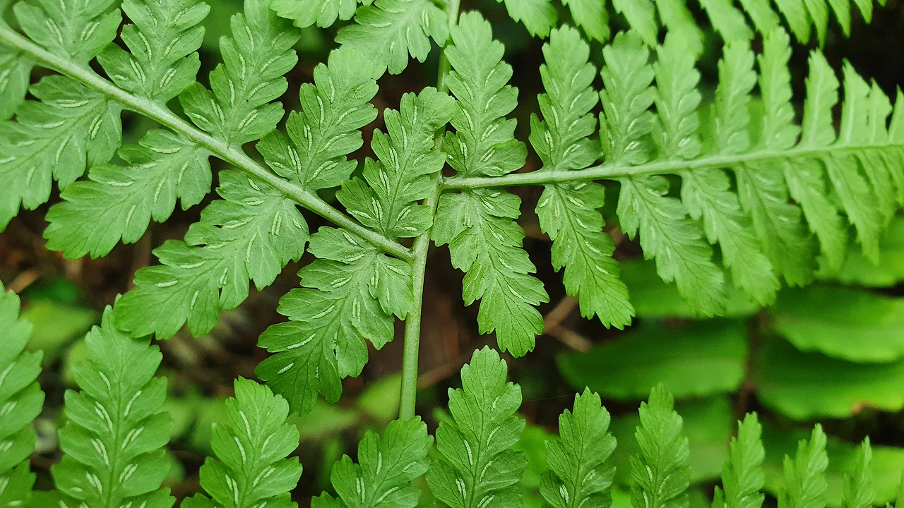 img.jpg?credential=yqXZFxpELC7KVnFOS48ylbz2pIh7yKj8&expires=1774969199&allow_ip=&allow_referer=&signature=BWwPMW%2Bz09lElffIQUw98q7NiC0%3D