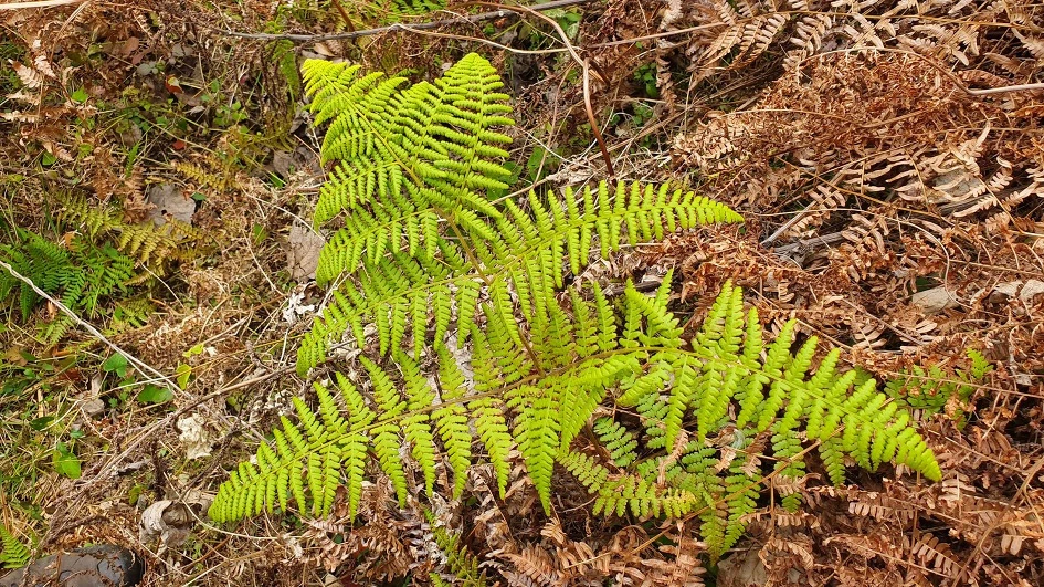 img.jpg?credential=yqXZFxpELC7KVnFOS48ylbz2pIh7yKj8&expires=1777561199&allow_ip=&allow_referer=&signature=1pOHQgMBqnAEDt5Ik%2FqeyNkAqV4%3D