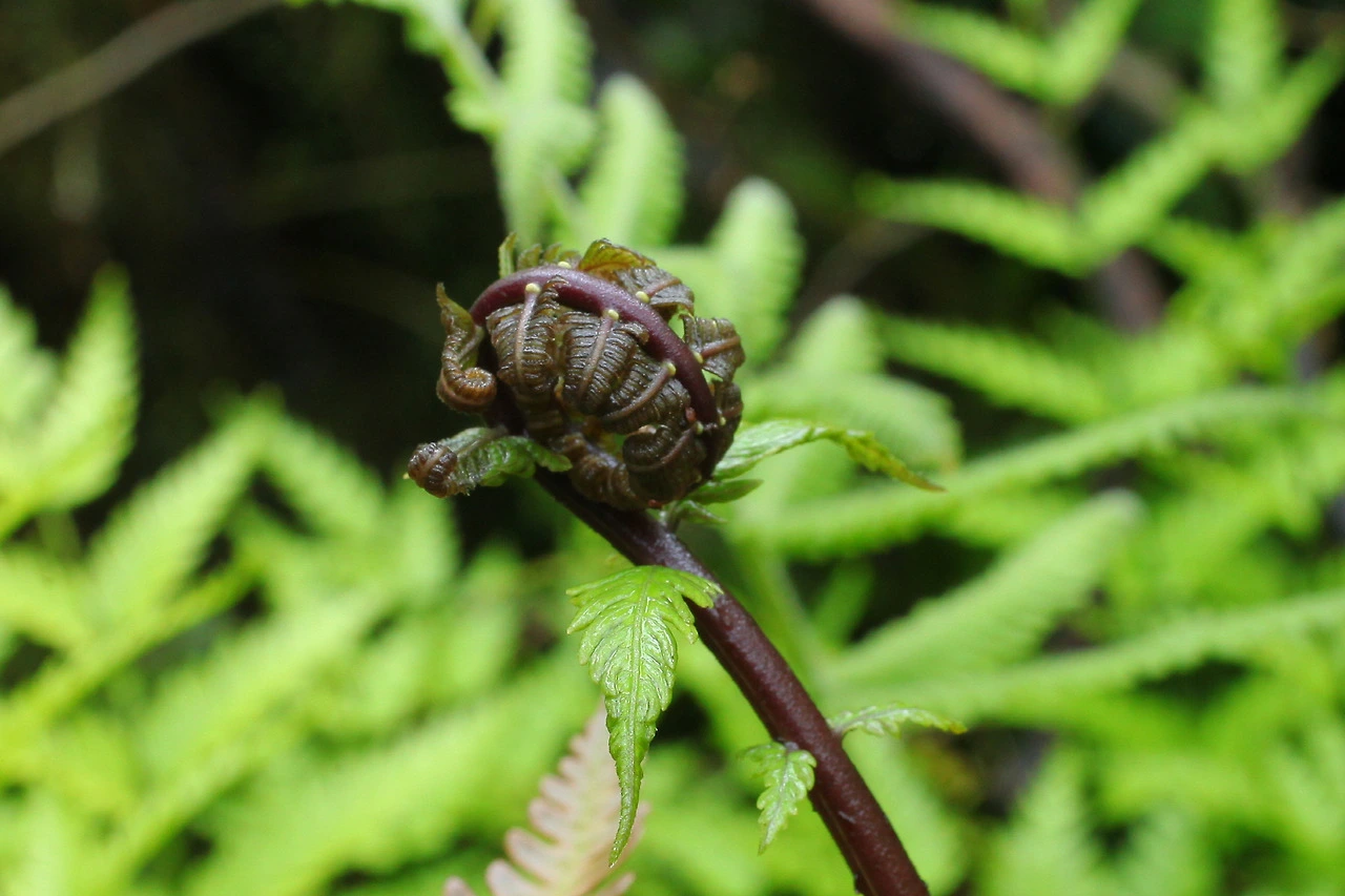 img.jpg?credential=yqXZFxpELC7KVnFOS48ylbz2pIh7yKj8&expires=1769871599&allow_ip=&allow_referer=&signature=cHgjeP7Gq02bWMlTfhaPTwBTYlA%3D