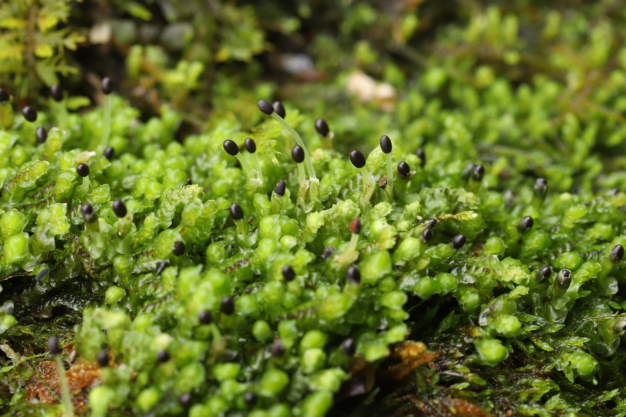 img.jpg?credential=yqXZFxpELC7KVnFOS48ylbz2pIh7yKj8&expires=1774969199&allow_ip=&allow_referer=&signature=zuQRmDtbXJ0u%2BWu82WauXXHm1OY%3D