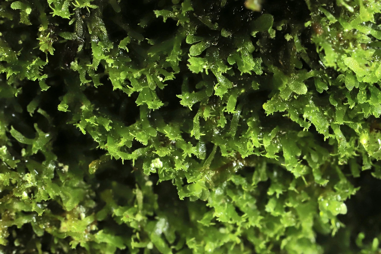 img.jpg?credential=yqXZFxpELC7KVnFOS48ylbz2pIh7yKj8&expires=1772290799&allow_ip=&allow_referer=&signature=2%2BBL5yDtIHSYFLP%2BFWSNDSwBq%2BI%3D