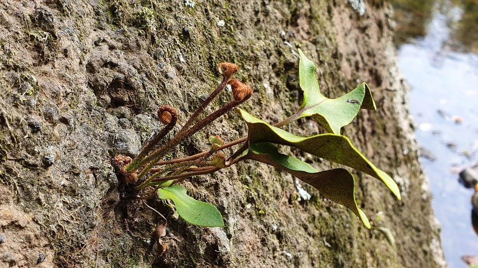 img.jpg?credential=yqXZFxpELC7KVnFOS48ylbz2pIh7yKj8&expires=1772290799&allow_ip=&allow_referer=&signature=1IRdIyn0TKKdfuna1W6iGlbdjEE%3D