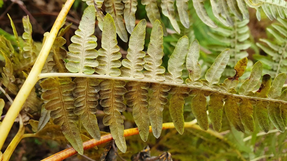 img.jpg?credential=yqXZFxpELC7KVnFOS48ylbz2pIh7yKj8&expires=1777561199&allow_ip=&allow_referer=&signature=3qFXEX4v73XujNC8%2FAolGmcLt50%3D