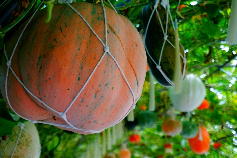 SE-cf29c054-9a7b-461f-b6cb-14a9e3302bd3.jpg?type=w1