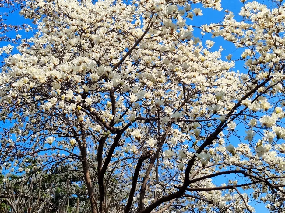 SE-bc6fe401-754e-4eb7-a04a-cc4f0fc1d391.jpg?type=w1