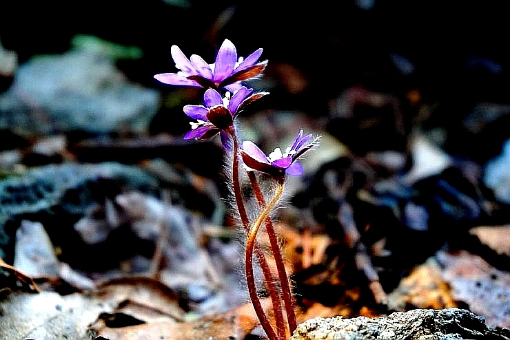 SE-f7088265-1fed-4f36-a79b-aaa6a6c8e378.jpg?type=w966