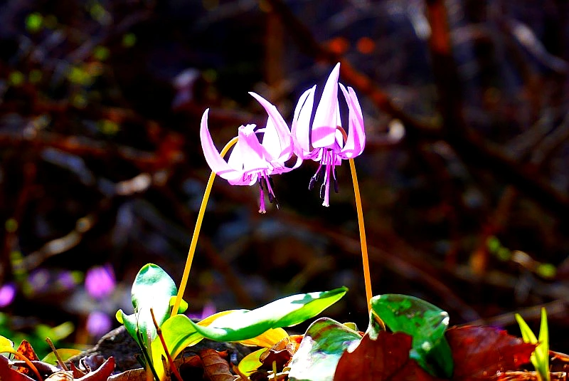 SE-1b7bce77-8cf5-4133-b76f-6a2f0c19e646.jpg?type=w966