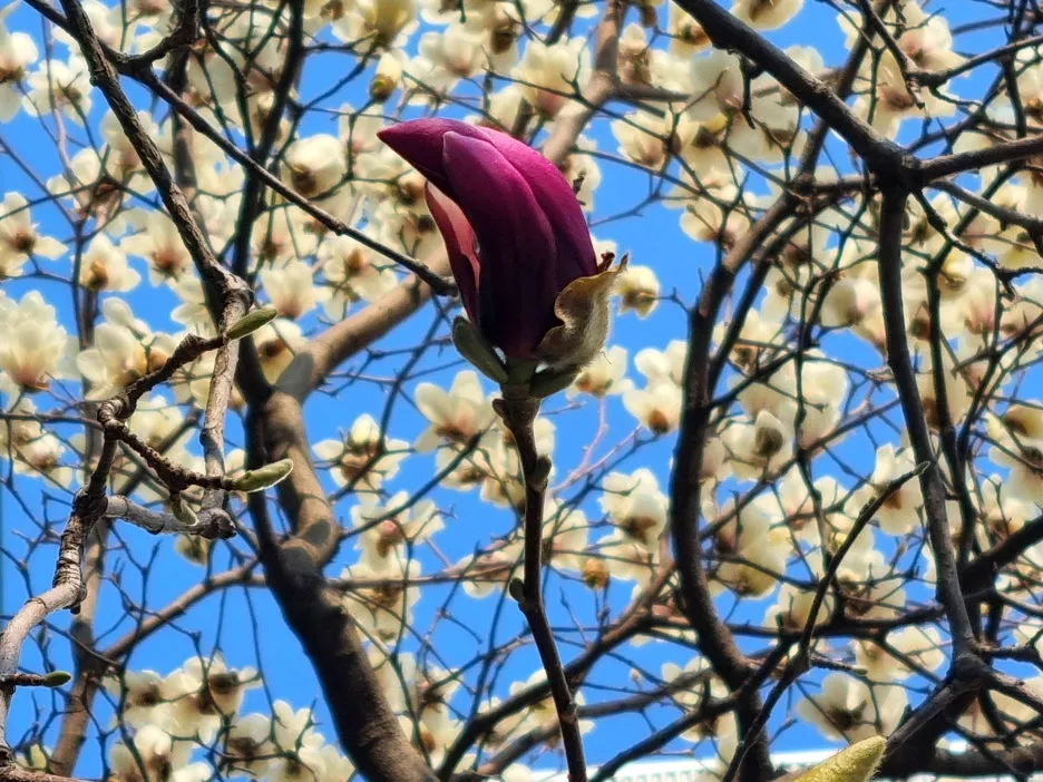 SE-81ab86a0-1c9d-4e27-b62b-2afb7b7aec7a.jpg?type=w1