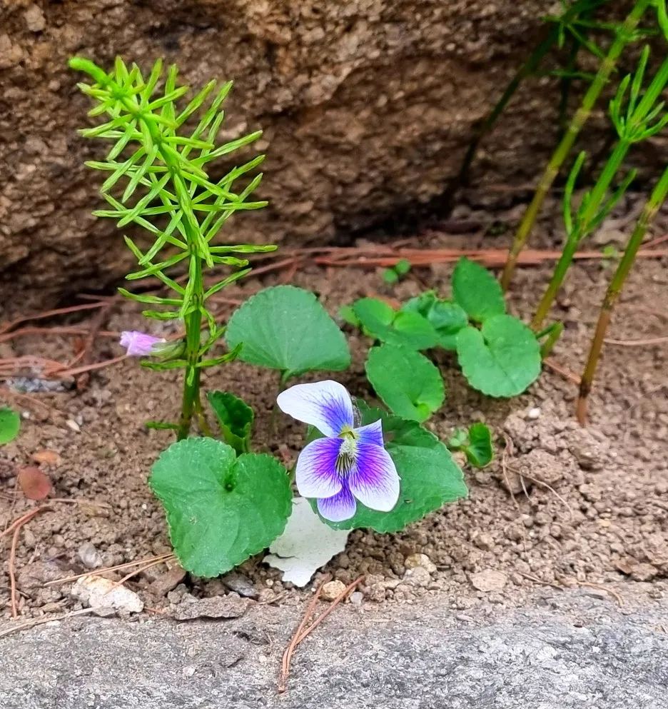 SE-227ef368-d298-4eb5-9b5e-24fdc7885d54.jpg?type=w1