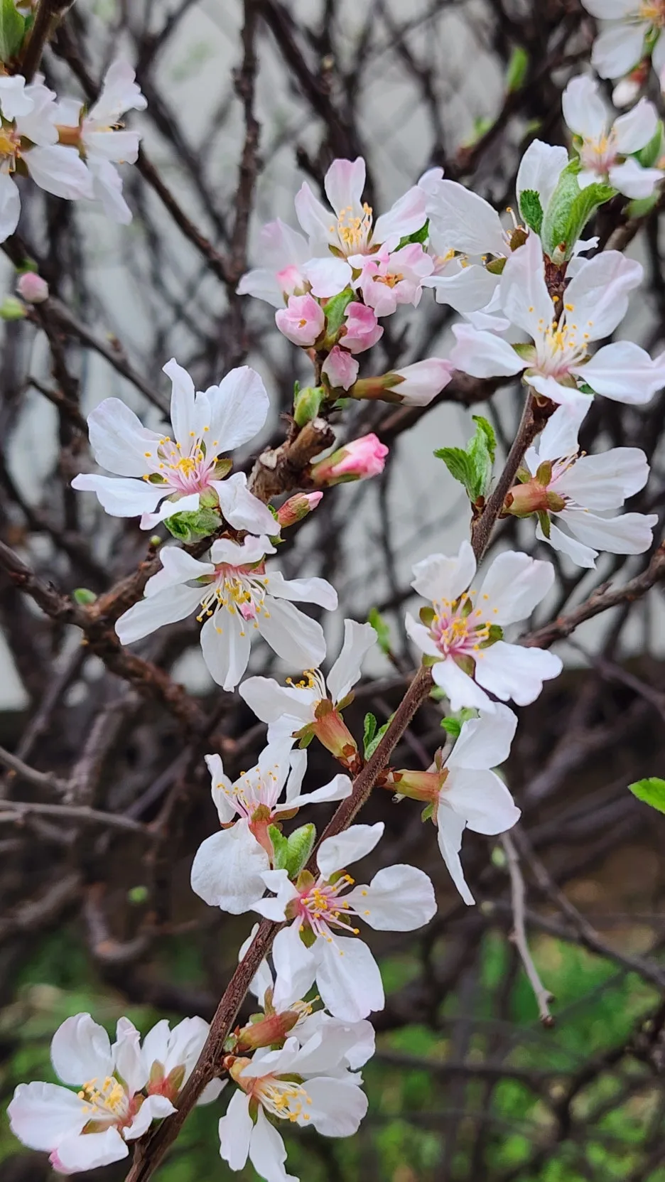 KakaoTalk_20260331_165611991.jpg?type=w1