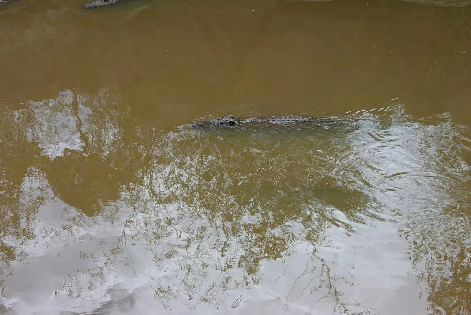 %EA%BE%B8%EB%AF%B8%EA%B8%B0SAM_0861.JPG?type=w966