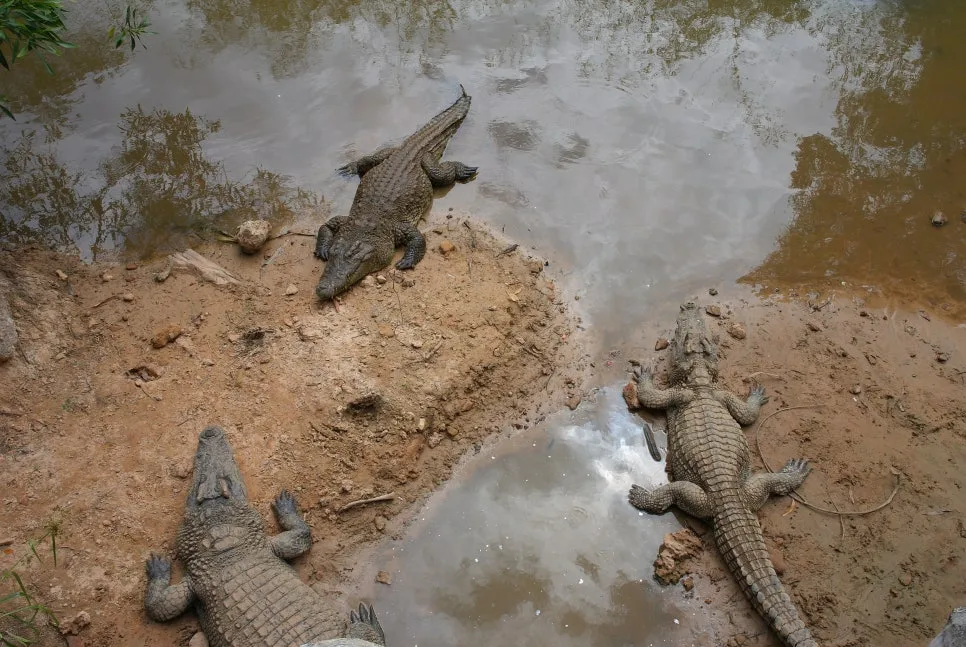 %EA%BE%B8%EB%AF%B8%EA%B8%B0SAM_0860.JPG?type=w966