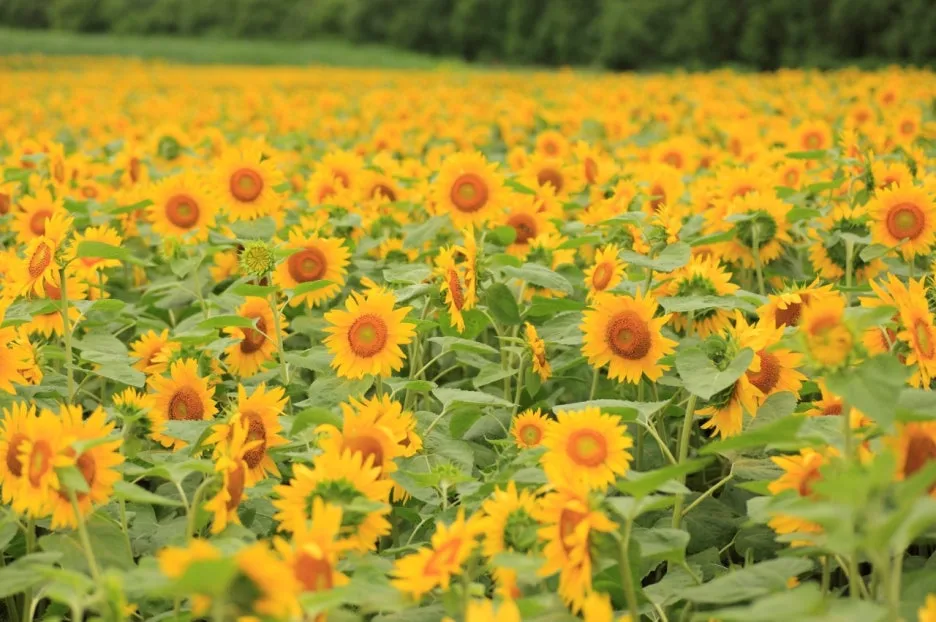 12876_3_l.jpg?type=w1